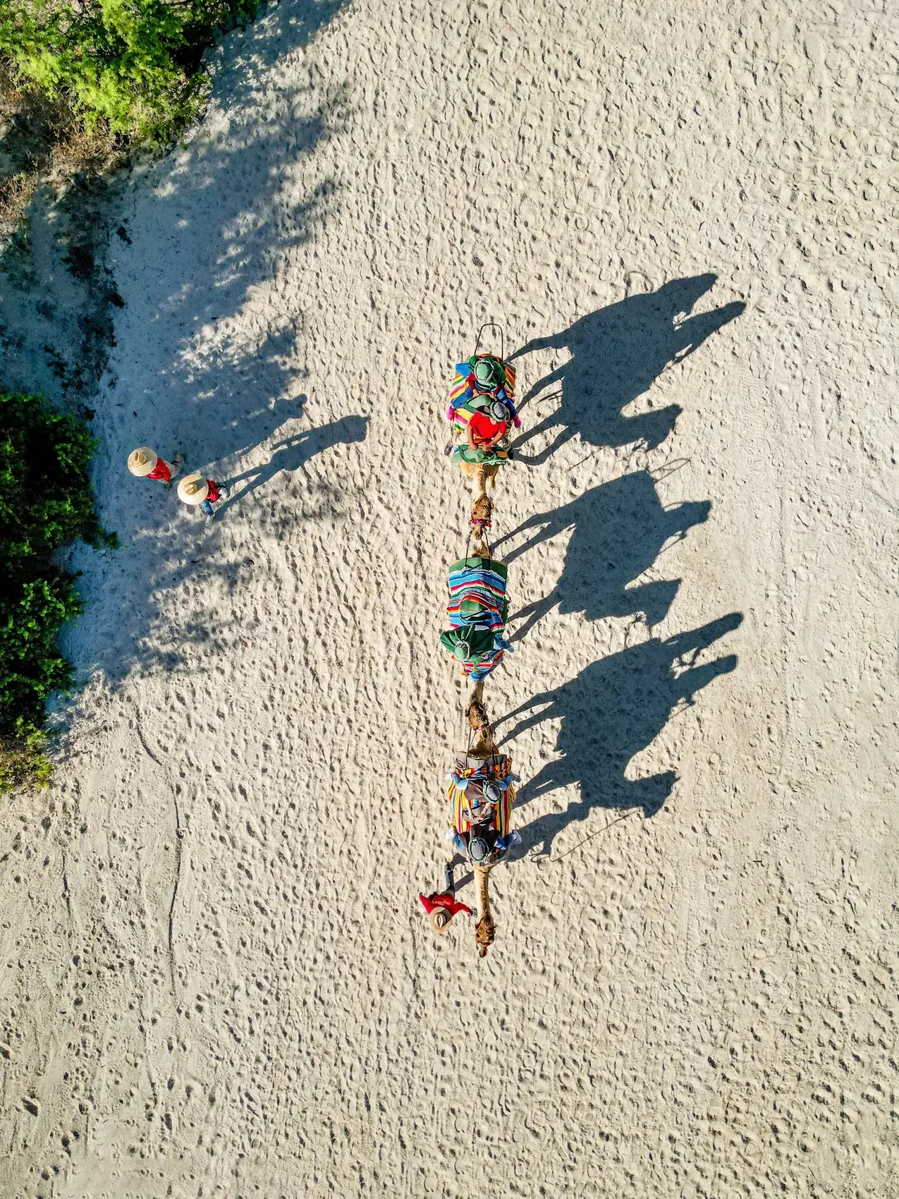 Vista aerea de camellos y sus sombras alargadas en la arena