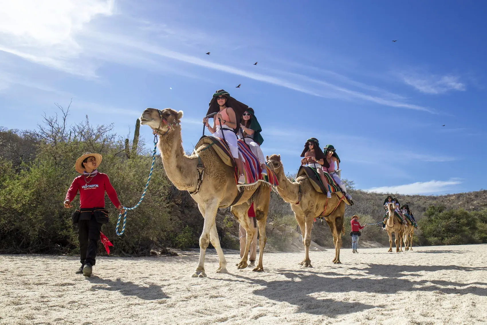 Camel Ride