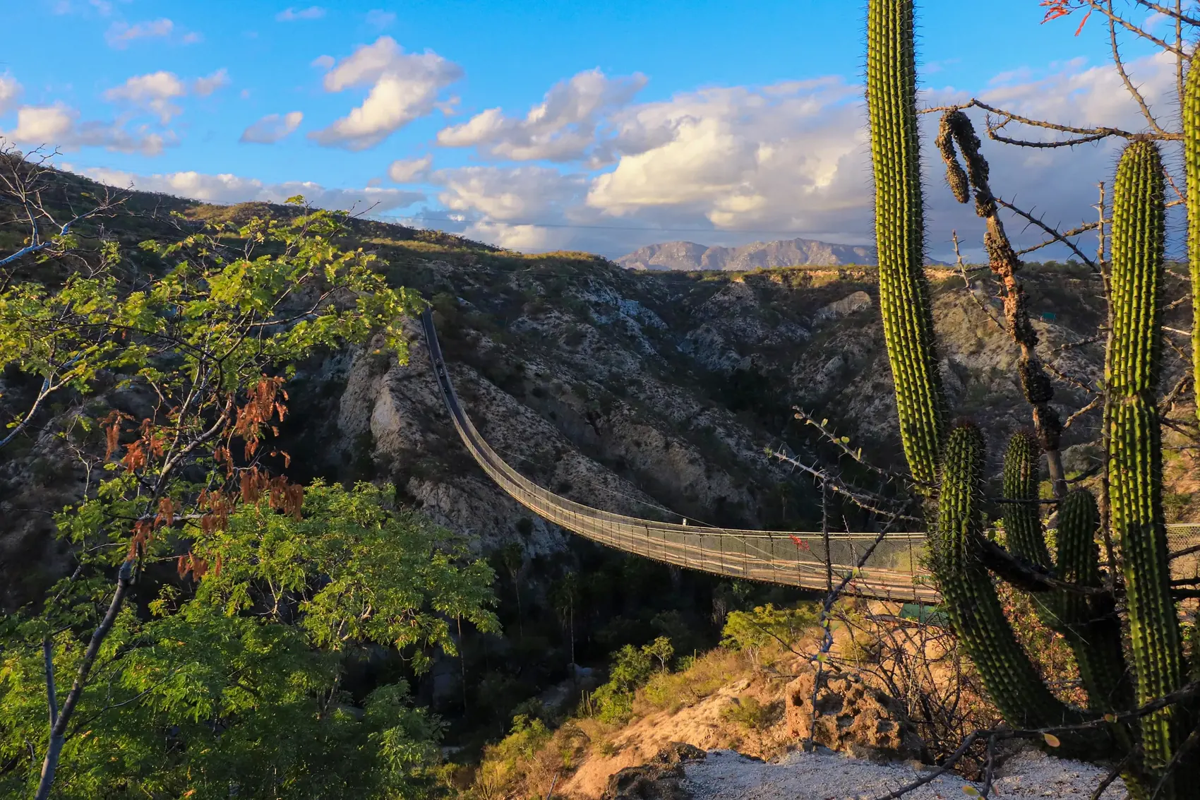 Puente colgante sobre el cañón