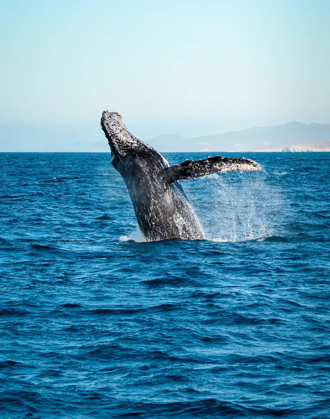 Ballena jorobada saltando fuera del agua en Los Cabos