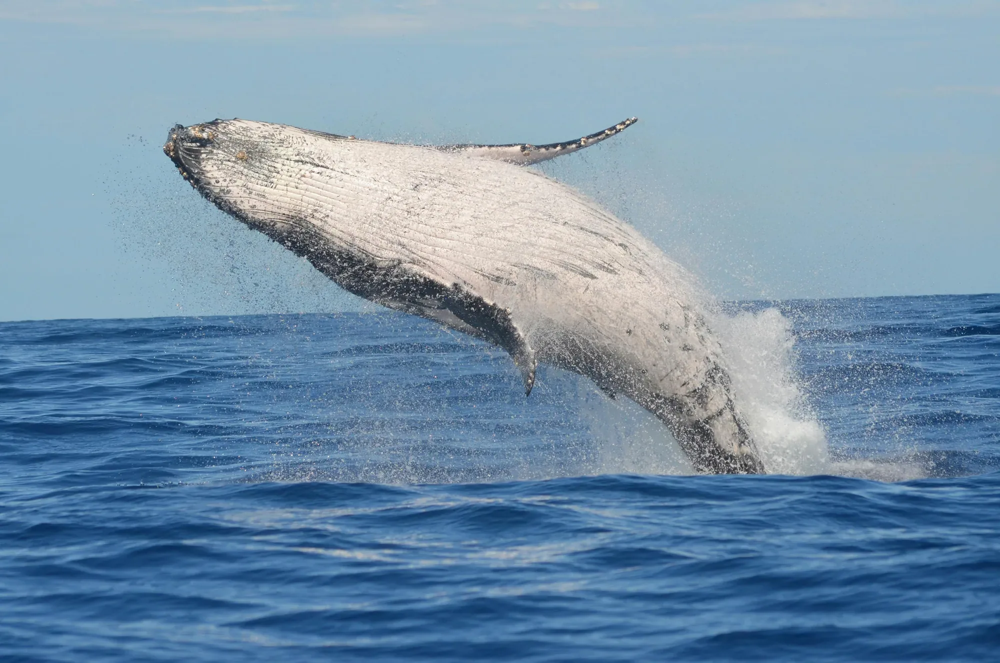 Ballena jorobada saltando fuera del agua frente a Cabo San Lucas